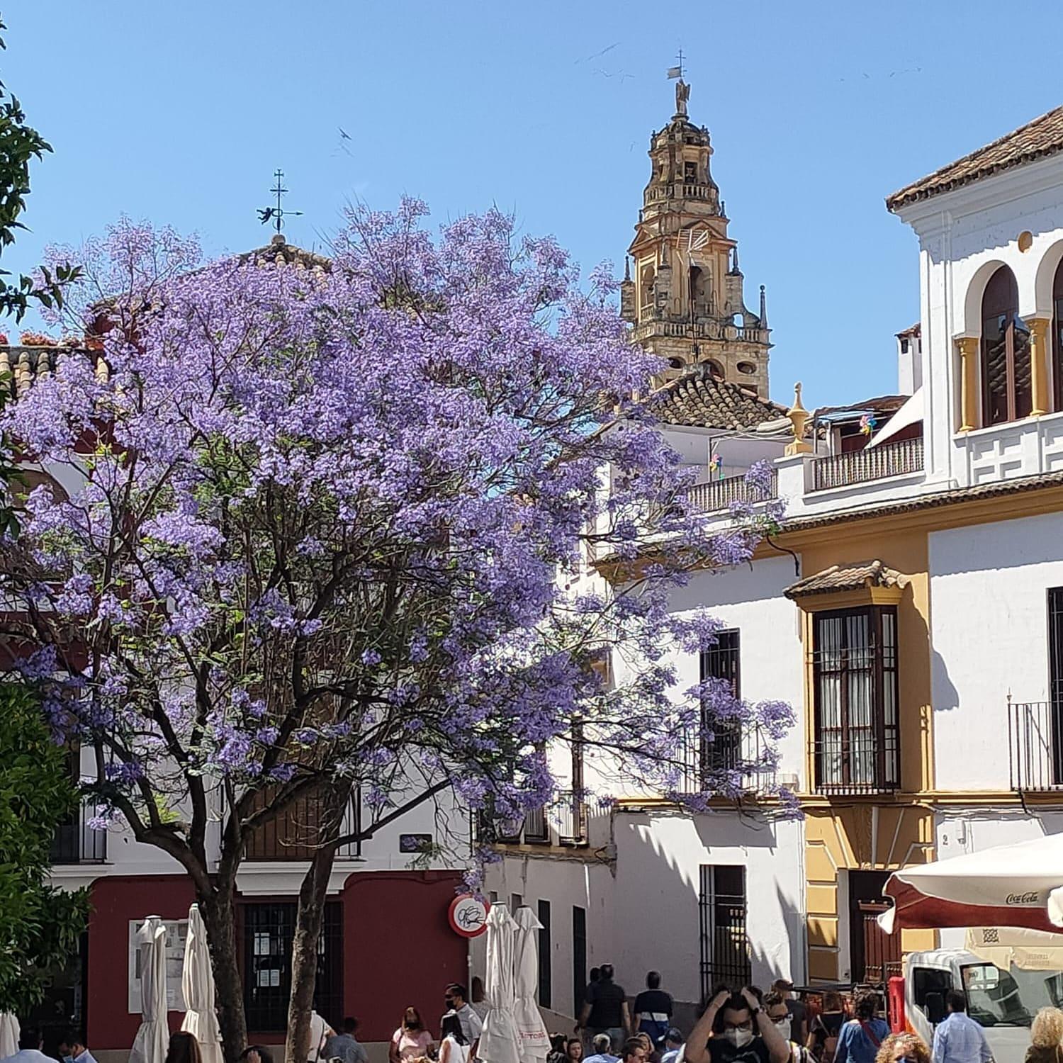 A 20 Metros De La Mezquita Catedral ,Apartamentos Turistico Cespedes 5 Córdoba Cameră foto